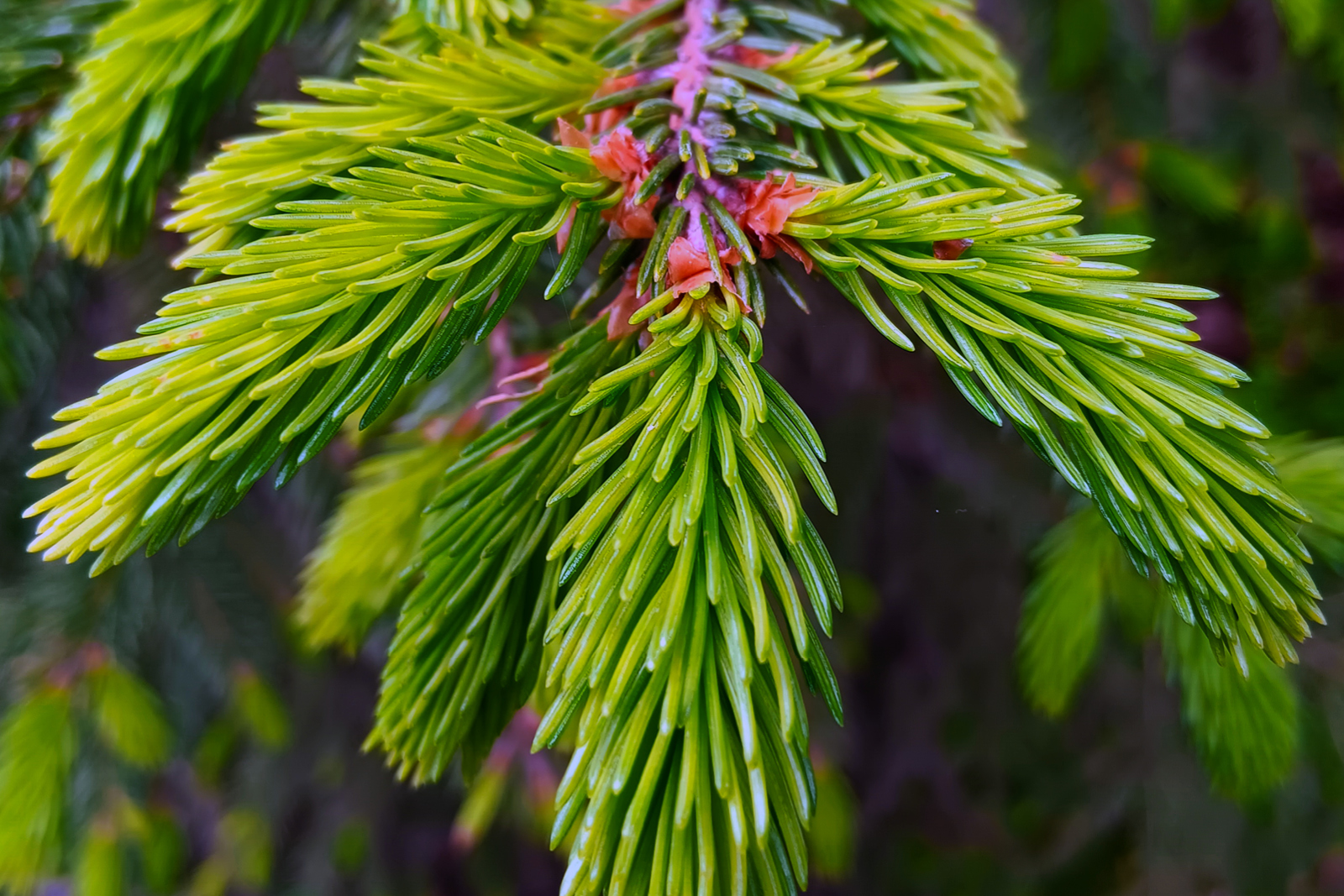Nahaufnahme vom Nadelzweig