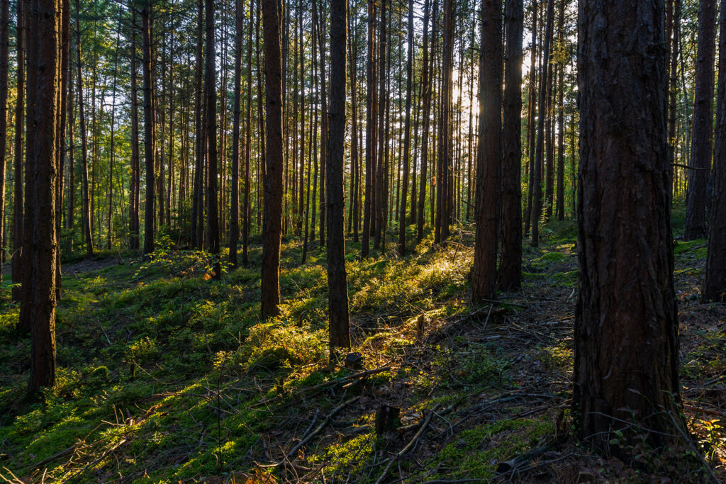 Baumlichtung im Thüringer Wald
